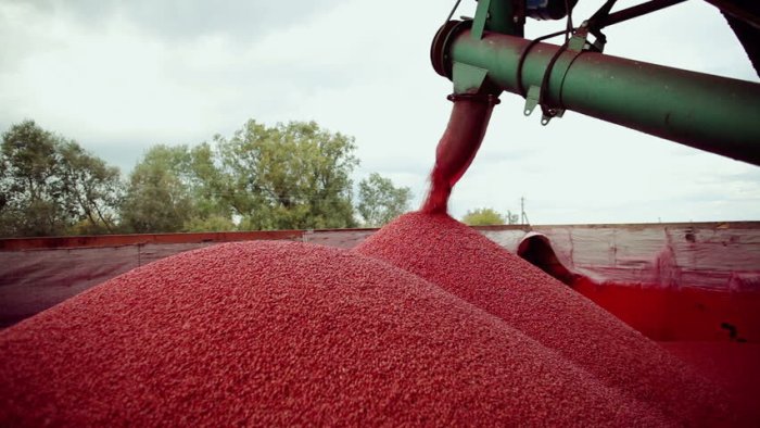 ТОП рекомендуемых отечественных протравителей семян озимых зерновых