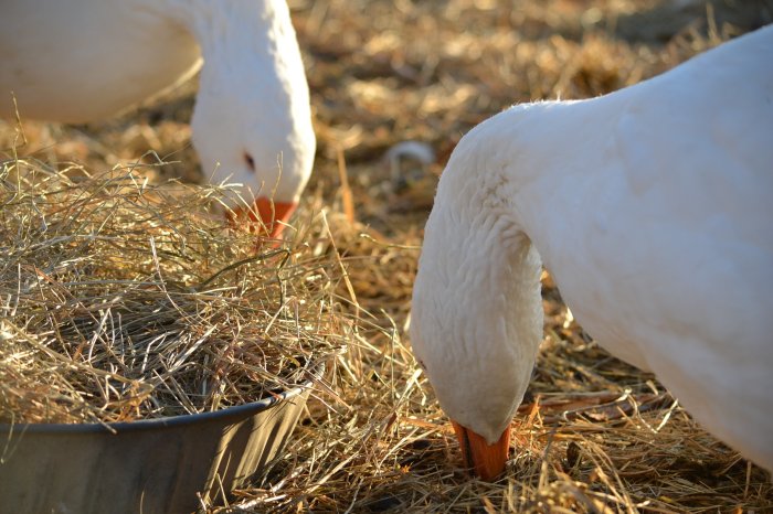 Особенности питания гусей